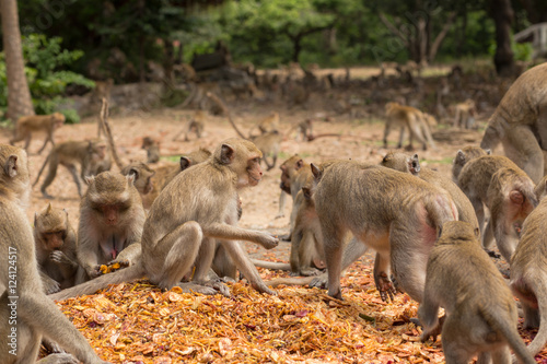 Monkeys eating, temple in Thailand. © nipol