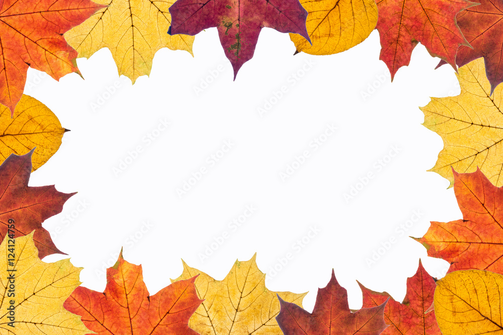 autumn leaves on white background. Image with copy space. autumn leaves on white background. Image with copy space.