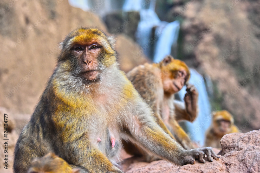 Fototapeta premium Barbary macaque at the Ouzoud falls in Morocc