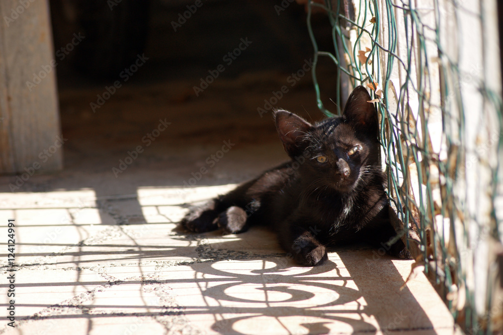 Kitten resting by gate casting shadow Kitten resting by gate casting shadow