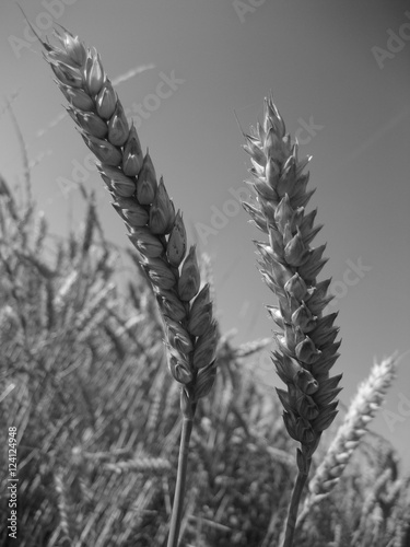 Wheat spike close-up