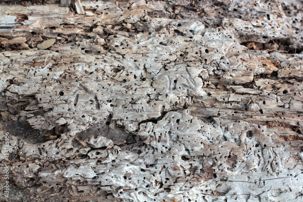 the texture of the tree eaten by bark beetles the texture of the tree eaten by bark beetles