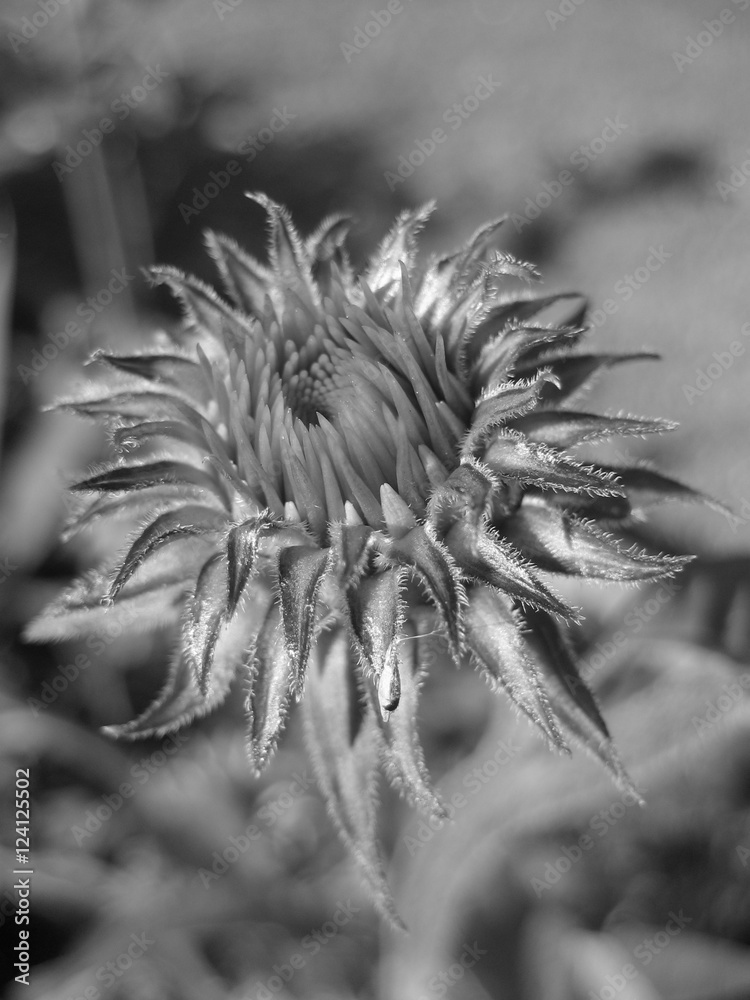 Fototapeta premium Black and white image of a thistle