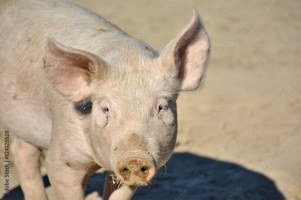 domestic piglet with dirty snout on range land domestic piglet with dirty snout on range land