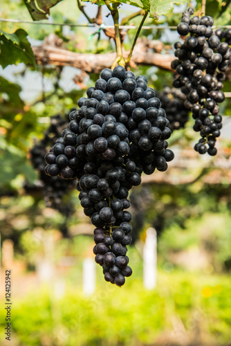 Grape fruit in the vine