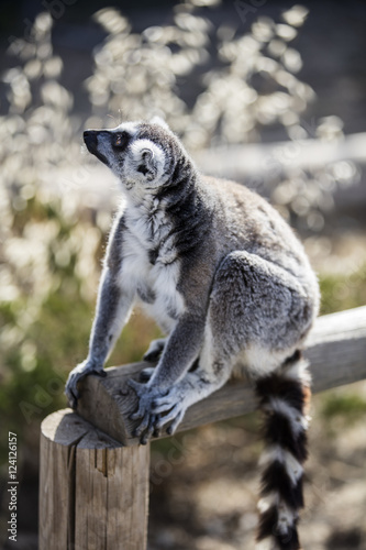 Lemur