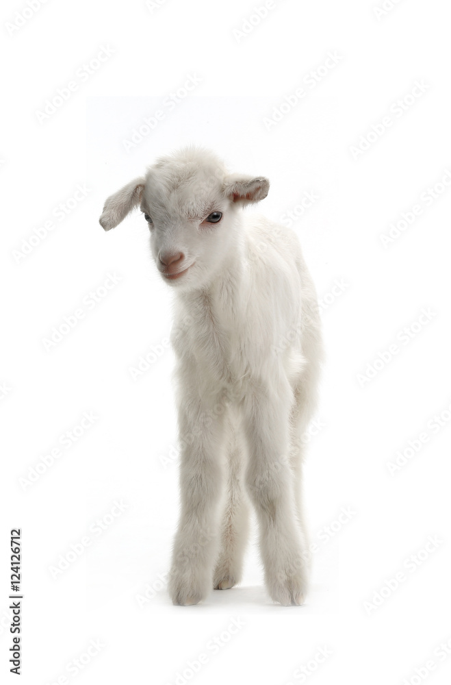 Naklejka premium goat