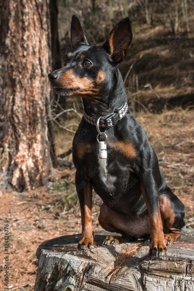 Black-brown pinscher mix sitting on tree stump Black-brown pinscher mix sitting on tree stump