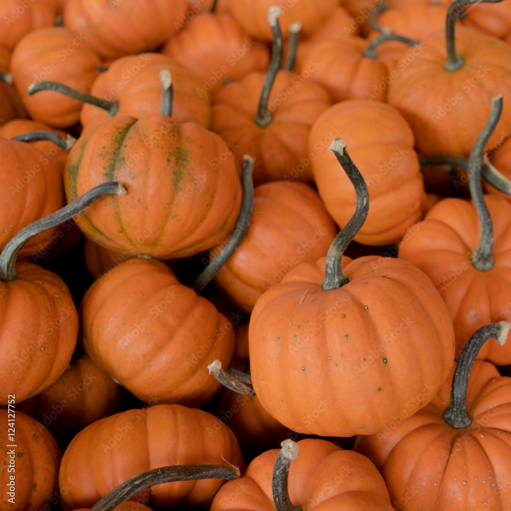 Obraz premium Herbstlicher Kürbismarkt