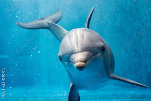 Leinwand Poster dolphin close up portrait detail while looking at you