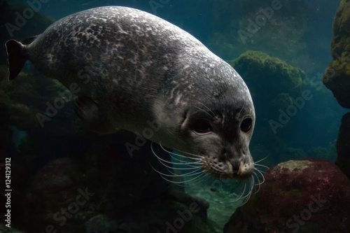 newborn puppy monk seal coming to you photo