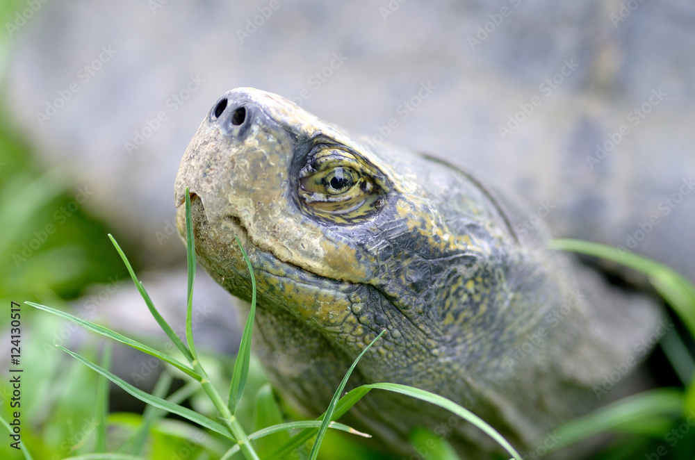headed turtle headed turtle