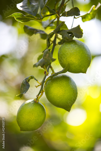 ripening fruits lemon tree close up shot