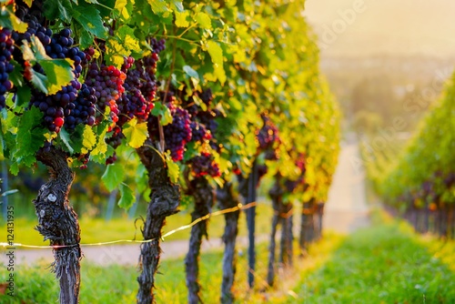 Weinberg mit roten Trauben bei Sonnenuntergang