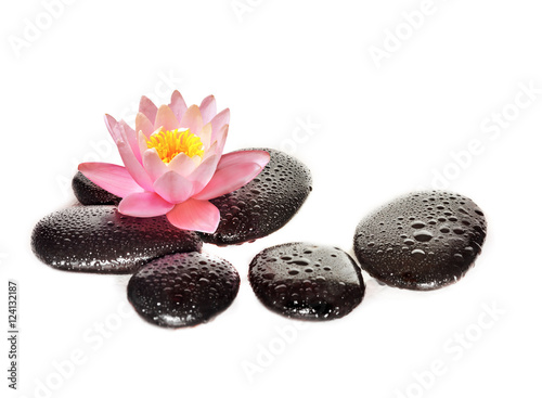 Water drops on black spa stones with Lily flower