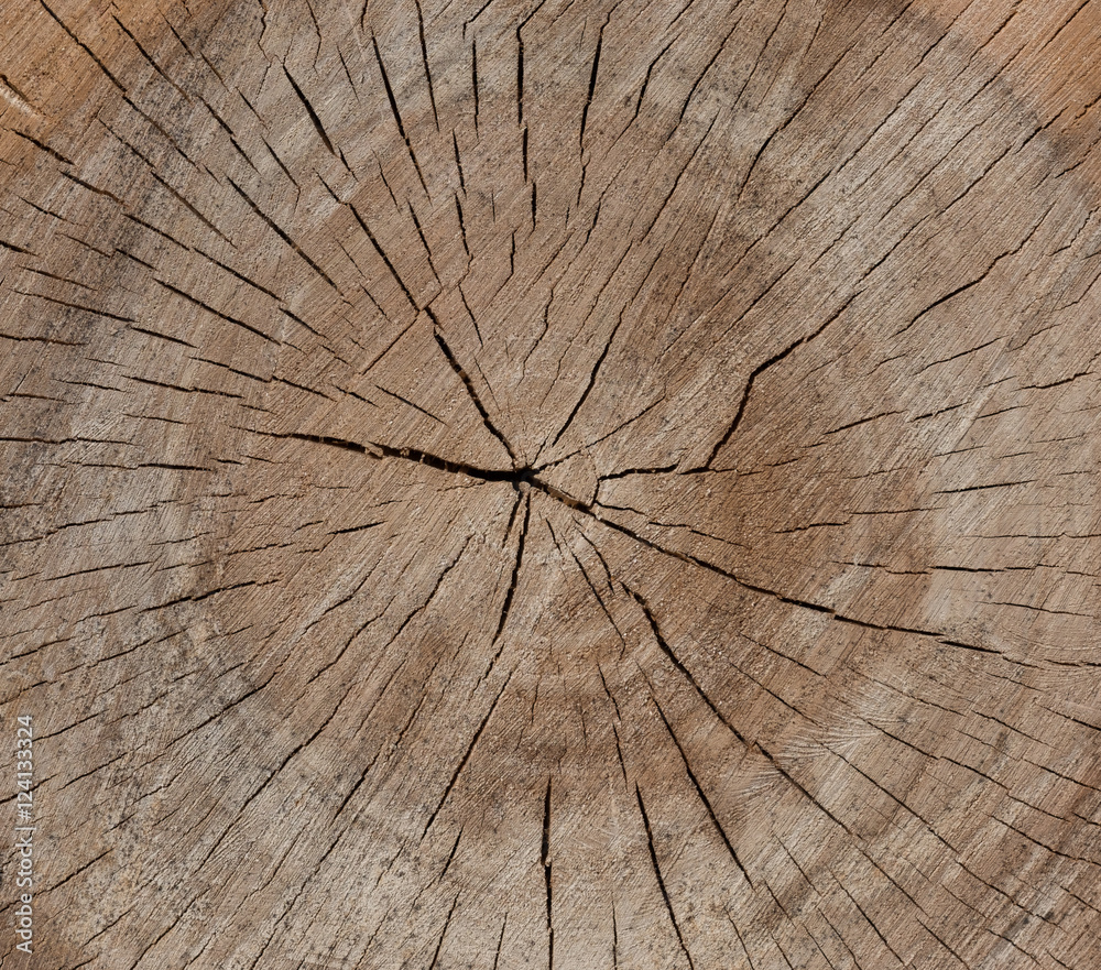 Naklejka premium bois matière arbre noble matière texture coupe tronc forêt 