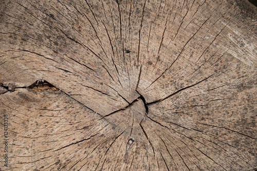 bois matière arbre noble matière texture coupe tronc forêt 