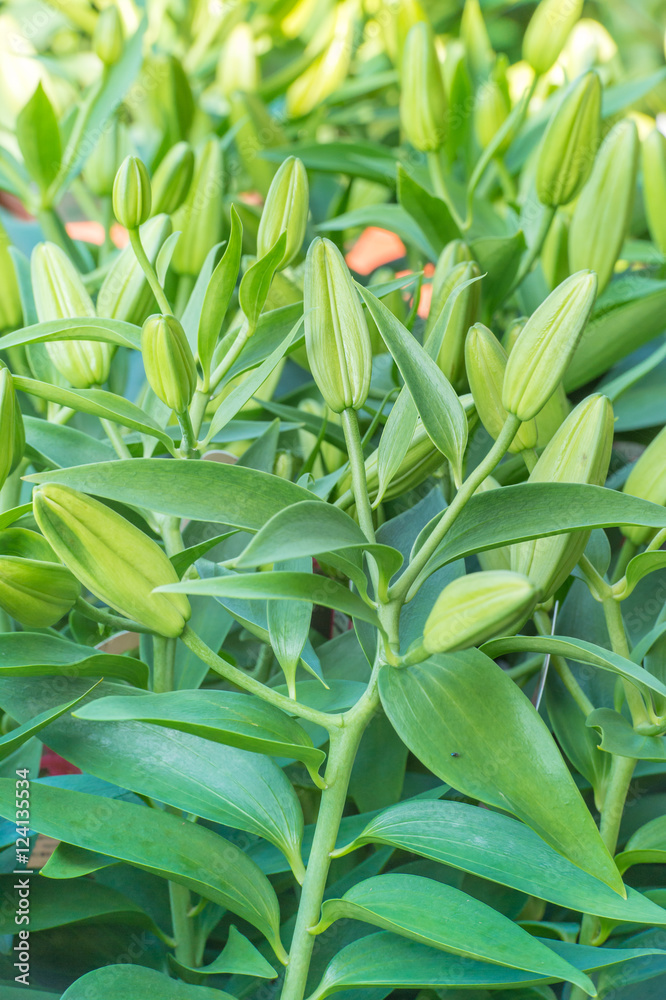 Naklejka premium lily