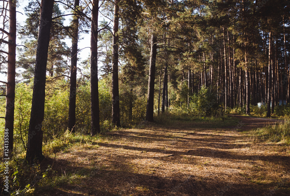 Obraz premium Pine forest in summer morning
