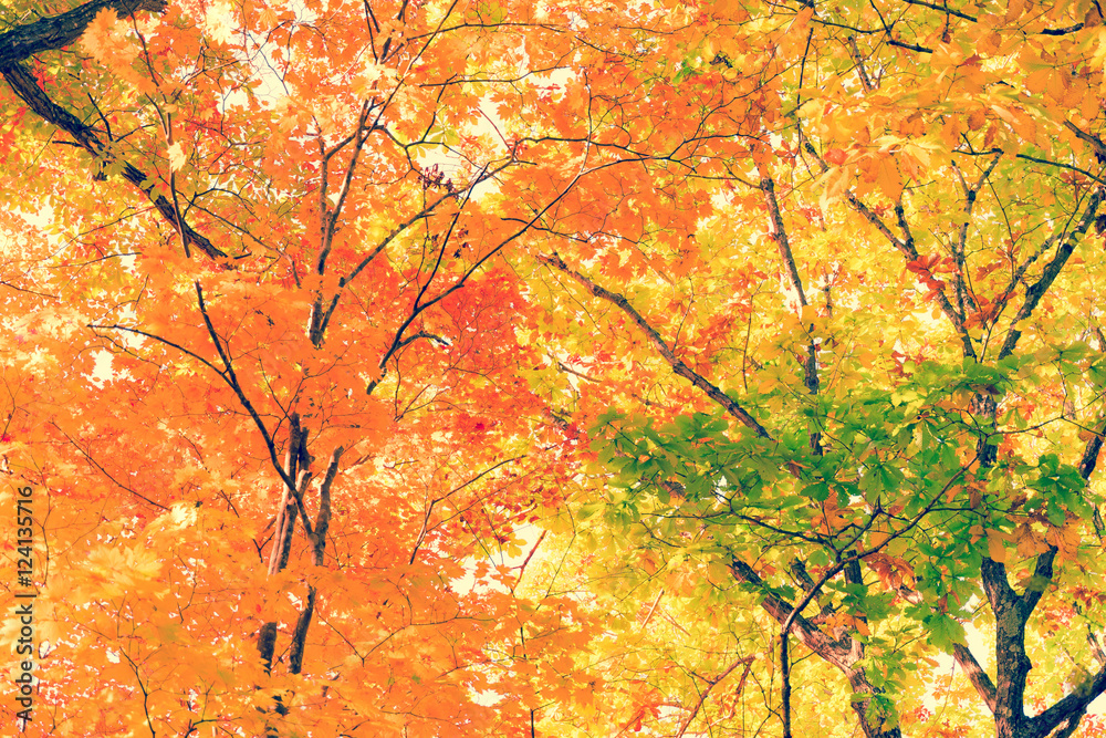 紅葉 / 明るいイメージ