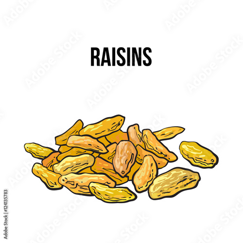 Pile of dried white raisins, sketch style vector illustration isolated on white background. Drawing of gold raisins, natural sweets, vegetarian snack