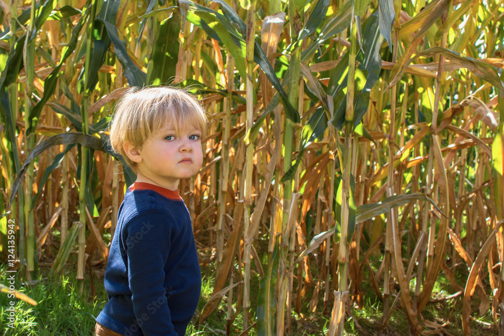 adorable toddler boy in corn maze during fall autumn season adorable toddler boy in corn maze during fall autumn season