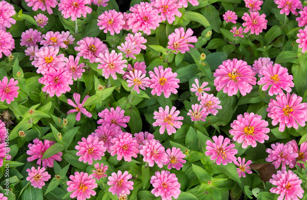 pink zinnia flowers top view