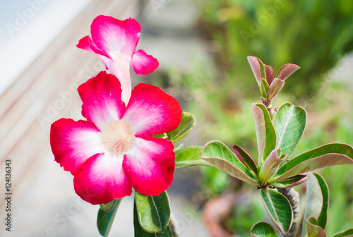 mock azalea flowers, impala lily, desert rose