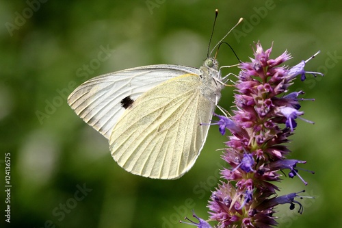 Foraging European Large Cabbage White butterfly (Pieris brassicae).