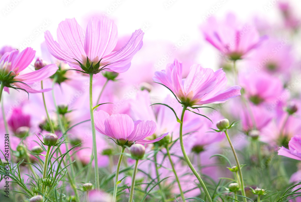 cosmos flowers isolated on white background cosmos flowers isolated on white background