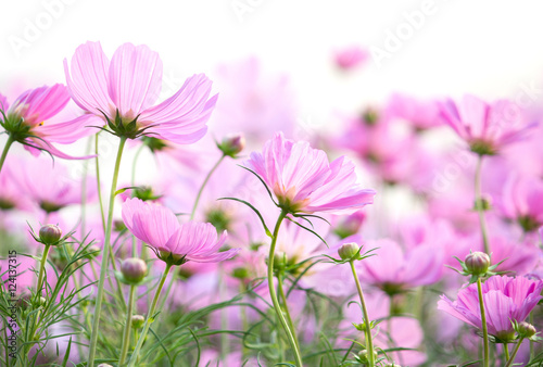 cosmos flowers isolated on white background