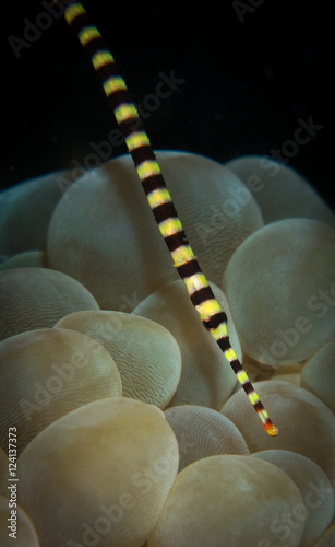 A ringed pipefish (Doryrhamphus dactyliophorus) on Bubble Coral in the Bunaken National Park, North Sulawesi, Indonesia photo