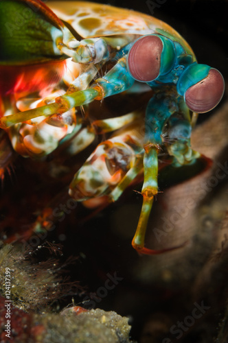 Peacock mantis shrimp (Odontodactylus scyllarus) in the Bunaken © timsimages.uk