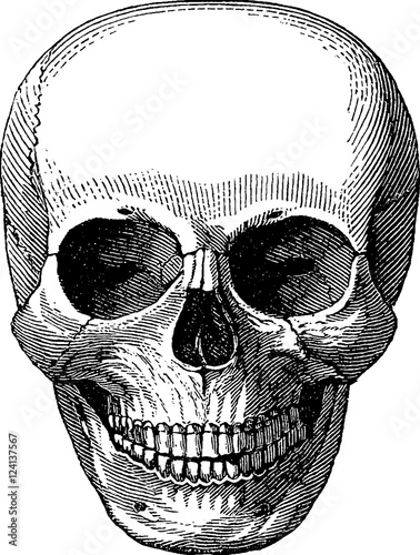 Obraz na płótnie Vintage image human skull