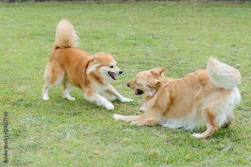 遊ぶ犬