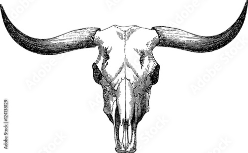 Vintage image bull skull