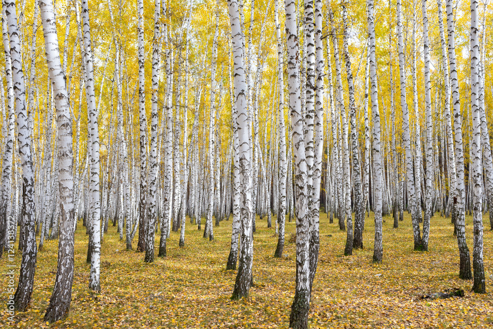 Fototapeta premium autumn birch forest