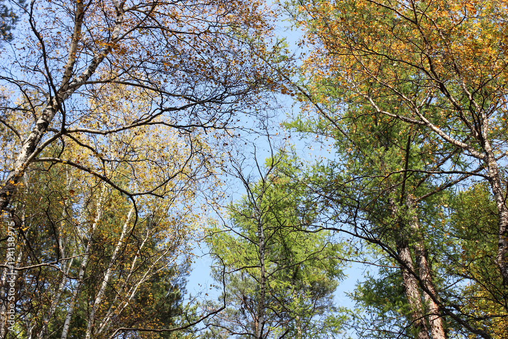 Obraz premium Tall trees.