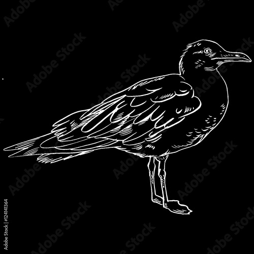 Gull flight bird and seabird . Sea , isolated on white background. Herring  for your journal article or encyclopedia.