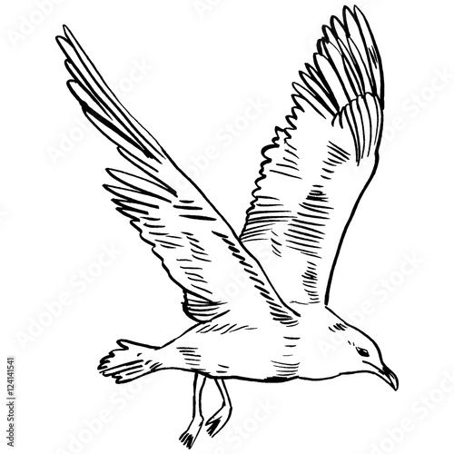 Gull flight bird and seabird . Sea , isolated on white background. Herring for your journal article or encyclopedia.
