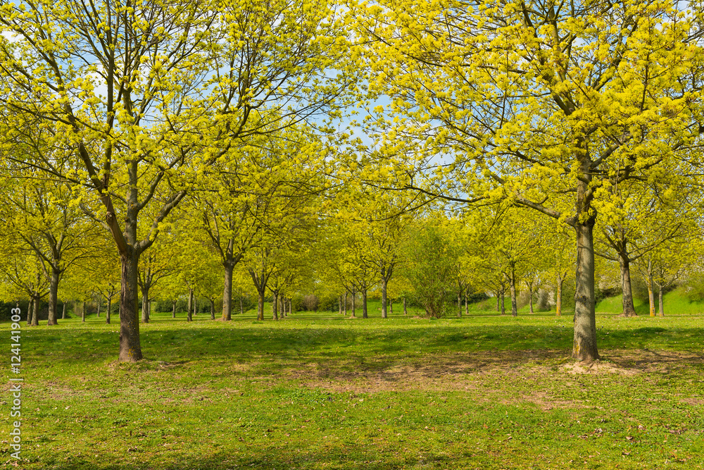 Bäume Baumallee grün Frühling Biblis 4 Bäume Baumallee grün Frühling Biblis 4