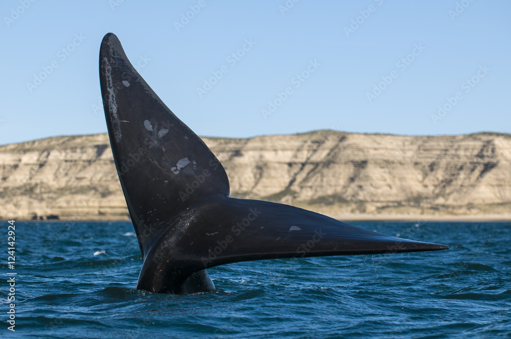 Fototapeta premium Southern Right whale,Eubalaena Australis