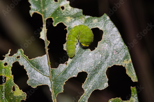 White dragontail caterpillar