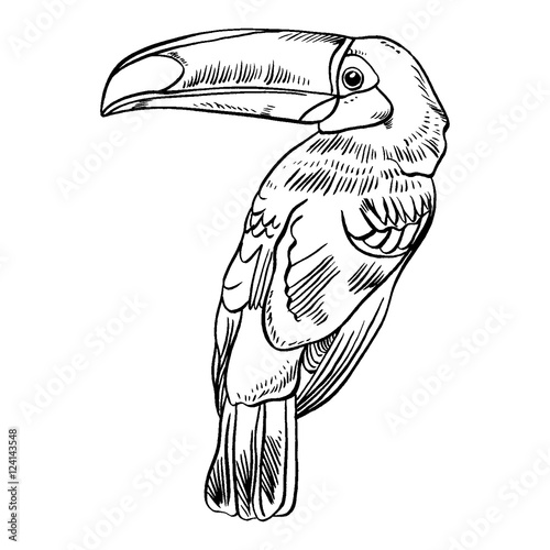 Toucan, Vector illustration of a , bird isolated on white background.