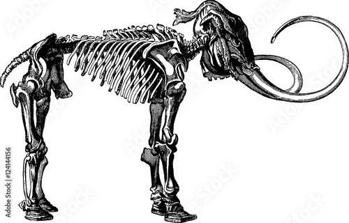Vintage image mammoth skeleton photo