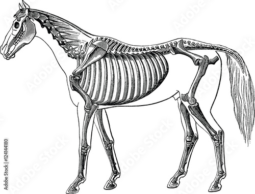 Vintage image horse skeleton