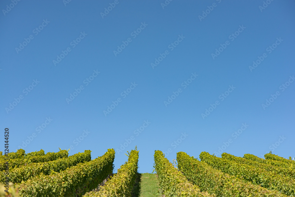 Fototapeta premium Weinberg mit wolkenlosen blauen Himmel