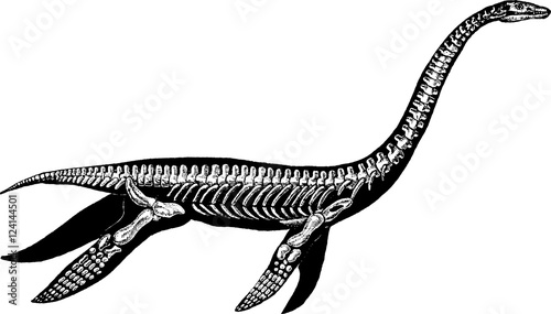 Vintage image plesiosaure skeleton