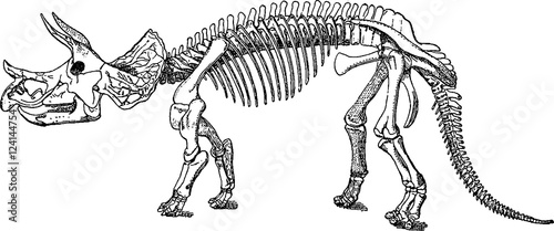 Vintage image triceratops skeleton