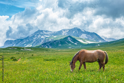 Horse grazing in mountain valley